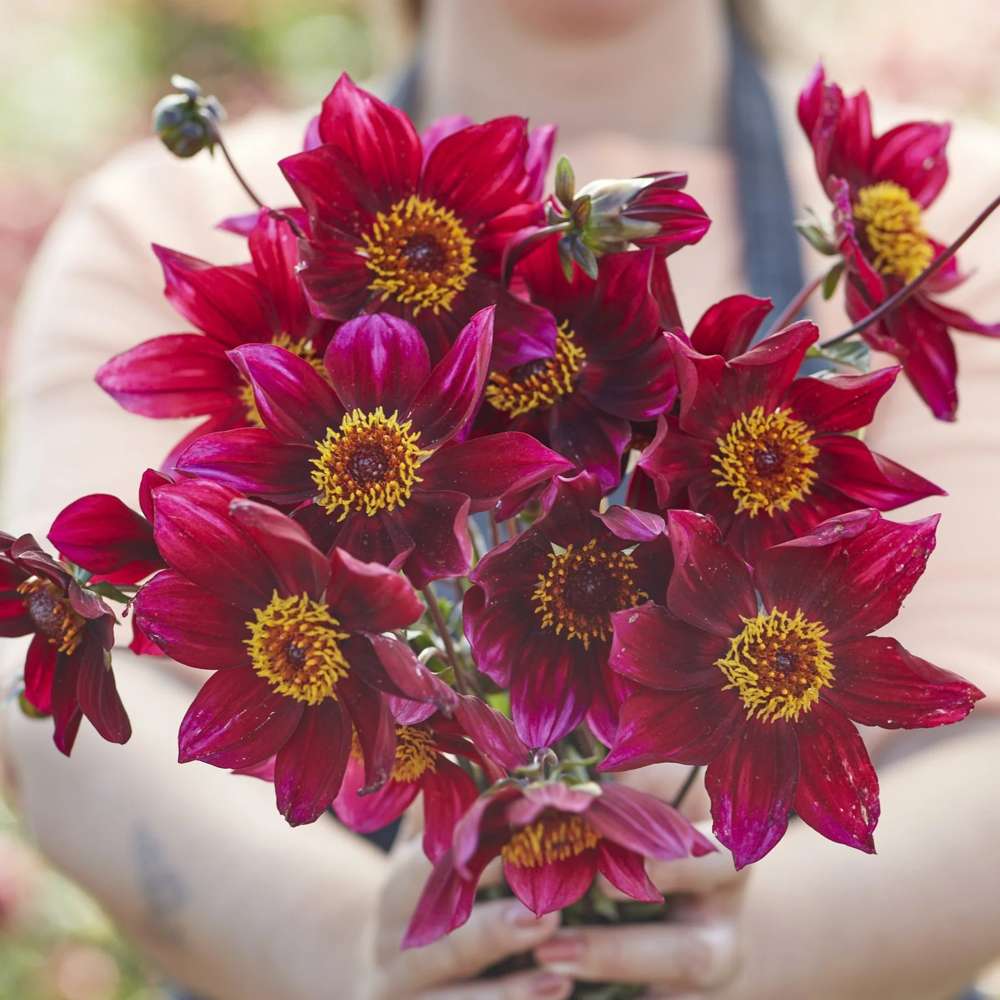 Dahlia 'Schippers Choice'